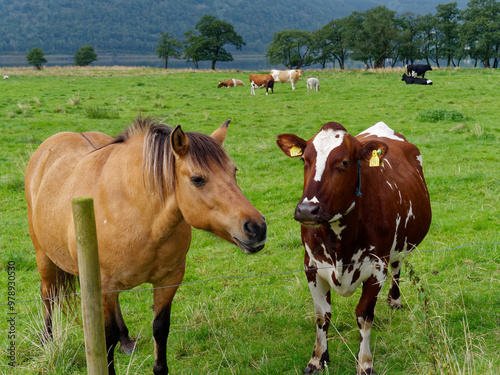 Best friends (cow and poney)