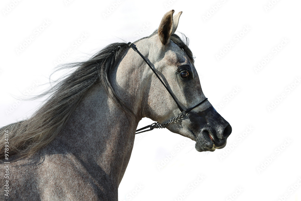 Arabian race нorse portrait against light wall background