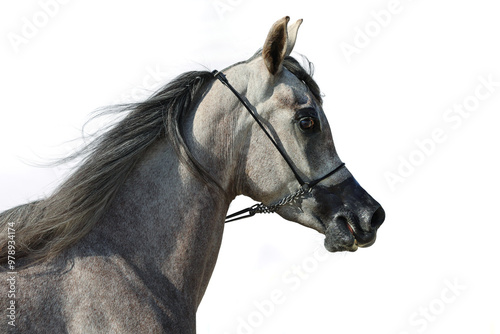 Obraz na płótnie Arabian race нorse portrait against light wall background w salonie