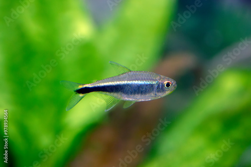 Hyphessobrycon metae – Purple Tetra