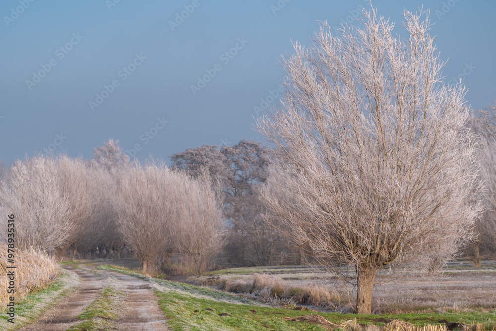 Very cold weather in the Netherlands in the rural region of the dutch farm lands. Winter landscape with frozen trees in the early morning at sunrise