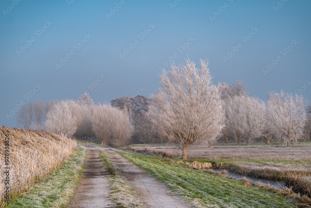 Very cold weather in the Netherlands in the rural region of the dutch farm lands. Winter landscape with frozen trees in the early morning at sunrise Very cold weather in the Netherlands in the rural region of the dutch farm lands. Winter landscape with frozen trees in the early morning at sunrise