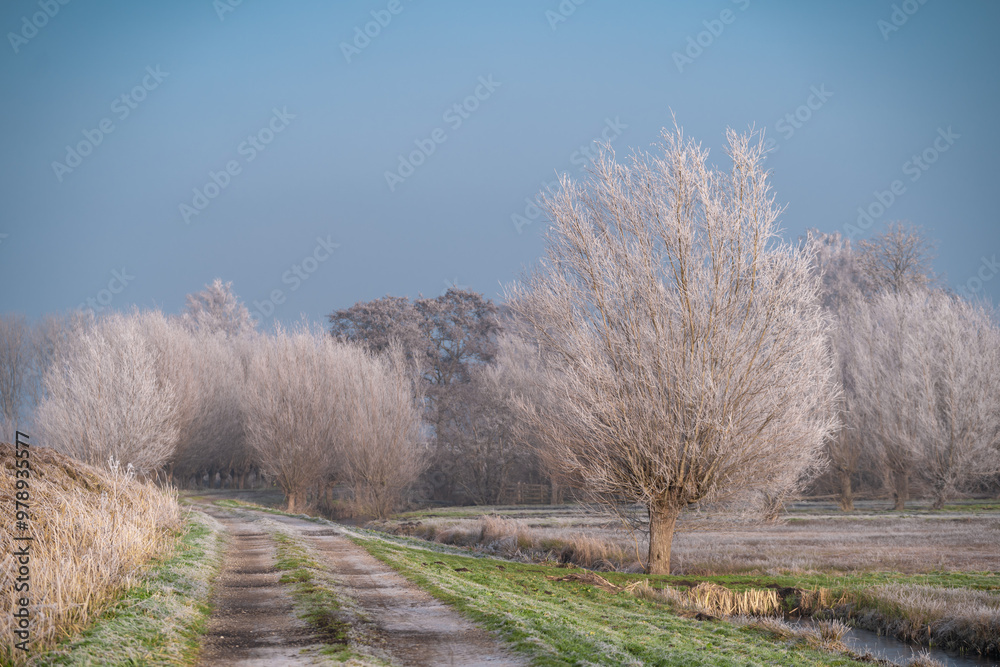 Very cold weather in the Netherlands in the rural region of the dutch farm lands. Winter landscape with frozen trees in the early morning at sunrise Very cold weather in the Netherlands in the rural region of the dutch farm lands. Winter landscape with frozen trees in the early morning at sunrise