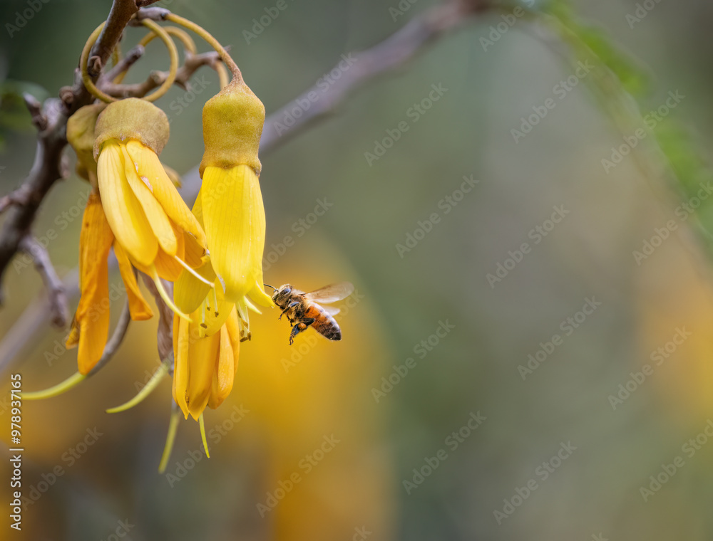 Honey bee collecting nectar and pollen from Kowhai flowers.