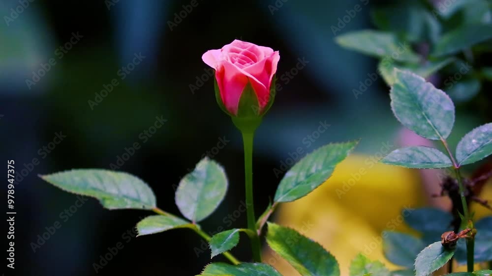 Beautiful pink roses flower in the garden Beautiful pink roses flower in the garden