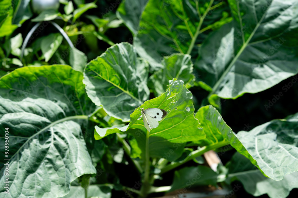 Die Larven vom Kohlweißling Pieris brassicae richten großen Schaden an Die Larven vom Kohlweißling Pieris brassicae richten großen Schaden an