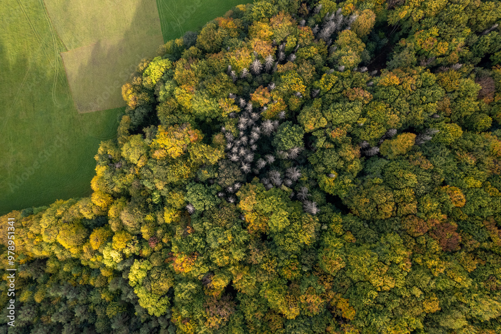 Top down autumn wood. Nature beautiful background. Aerial top view of autumn forest with colorful trees.