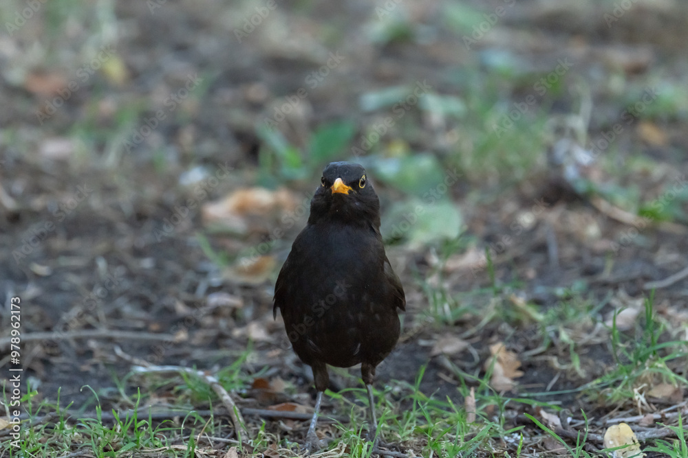 Blackbird staring directly in natural outdoor habitat Blackbird staring directly in natural outdoor habitat
