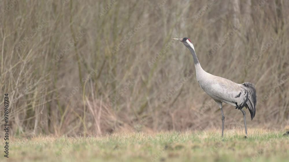 Wild common crane, grus grus, walking on hay field in spring nature. Large feathered bird landing on meadow from side view. Animal wildlife in wilderness Wild common crane, grus grus, walking on hay field in spring nature. Large feathered bird landing on meadow from side view. Animal wildlife in wilderness