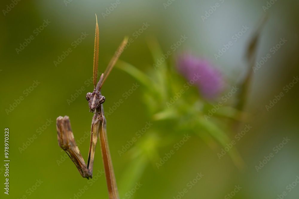 Empusa Pennata Praying Mantis on a Soft Green Background Empusa Pennata Praying Mantis on a Soft Green Background