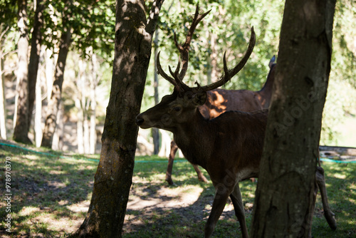 cervo e daino