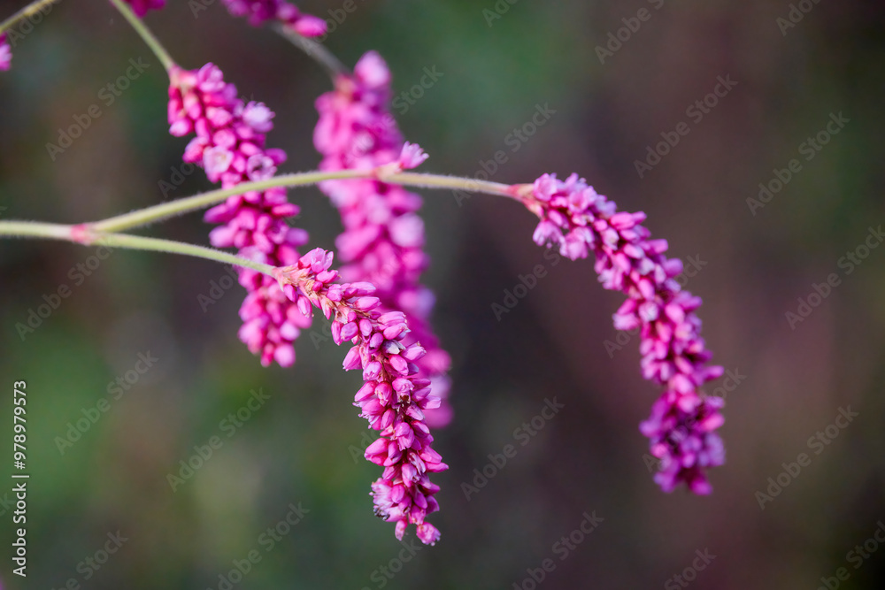 Fototapeta premium close up with a wildflower with blurred background