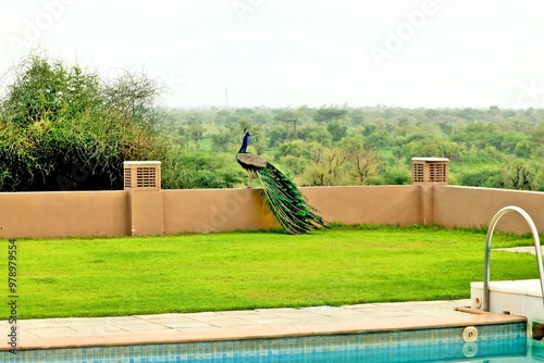 Photography Peacock, Jhunjhunu, Shekhawati, Rajasthan, India, Asia