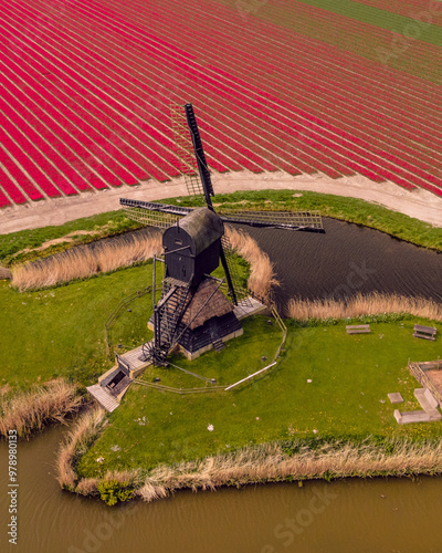 Aerial view of vibrant tulip fields and a historic windmill in spring, Obdam, Netherlands. photo