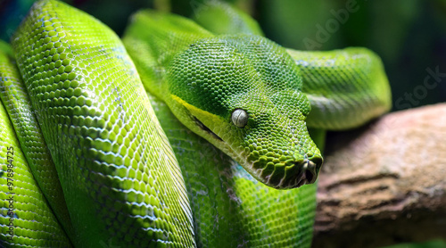 Emerald boa green constrictor snake wild animal. photo