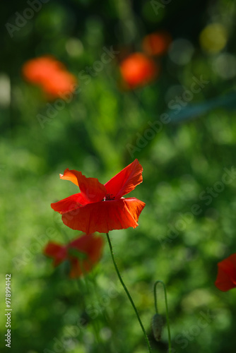 Obraz na płótnie Bright red poppies on a green background in sunny weather w salonie