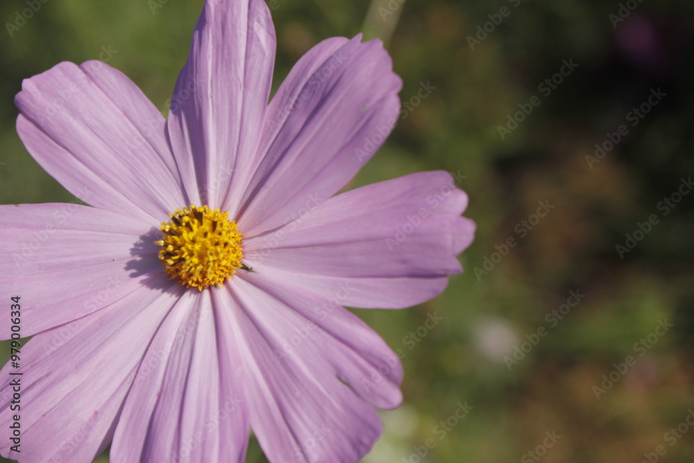 This picture shows a close-up of multiple pink flowers, possibly Cosmos flowers, in full bloom. The image captures the delicate petals and bright yellow centers of the flowers. This picture shows a close-up of multiple pink flowers, possibly Cosmos flowers, in full bloom. The image captures the delicate petals and bright yellow centers of the flowers.