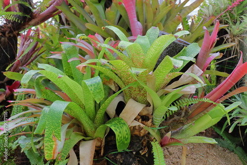 植物園の温室のマドアナナス