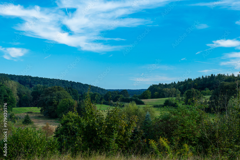 lush green forest with a clear blue sky in the background lush green forest with a clear blue sky in the background