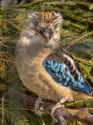 A blue-winged kookaburra, Dacelo leachii, stands on a branch and observes the surroundings.