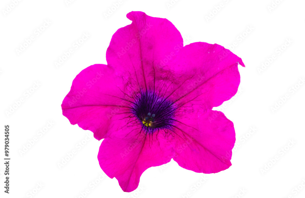 Naklejka premium pink petunia isolated