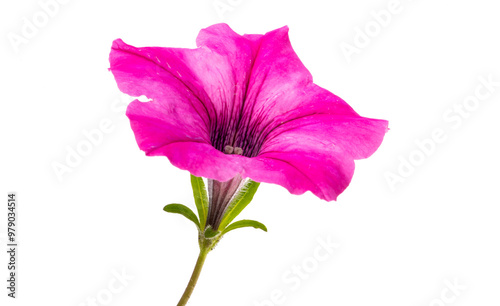 pink petunia isolated