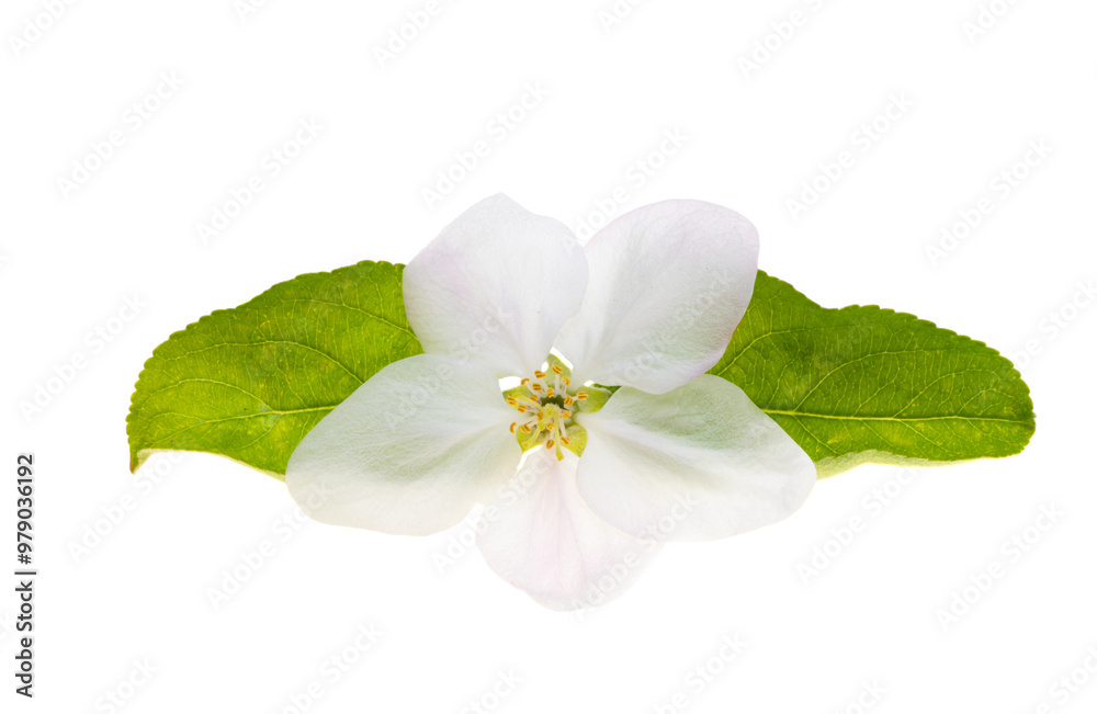 Obraz premium apple blossom isolated