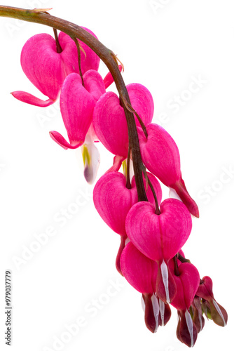 Red dicentra flower photo