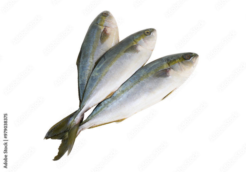 Three fresh yellowtail amberjack fishes isolated on white background Three fresh yellowtail amberjack fishes isolated on white background