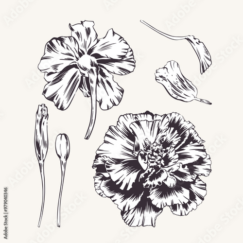 Marigold, set of flowers and leaves with petals. Vector monochrome illustration. Tagetes plant. Sempasuchitl bud. Engraving, outline style. For design greeting card, wedding invitation, sticker photo