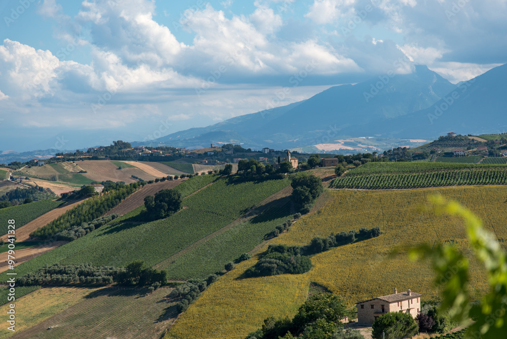 Fototapeta premium Colline marchigiane