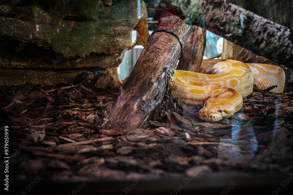 The albino python is curled up in a naturalistic terrarium surrounded ...
