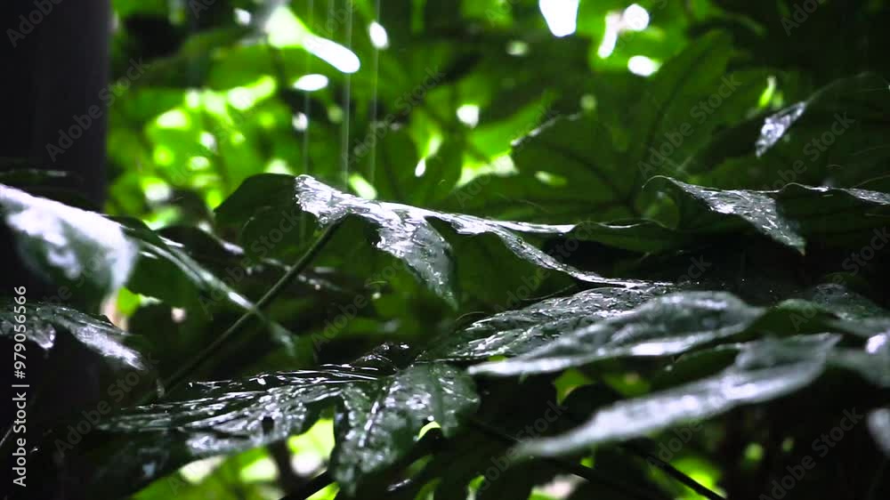 Raindrops falling on leaves in rainy day 4K real shot Raindrops falling on leaves in rainy day 4K real shot