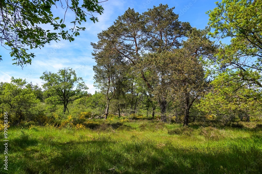 Une clairière en forêt de Fontainebleau, avec tons vifs Une clairière en forêt de Fontainebleau, avec tons vifs