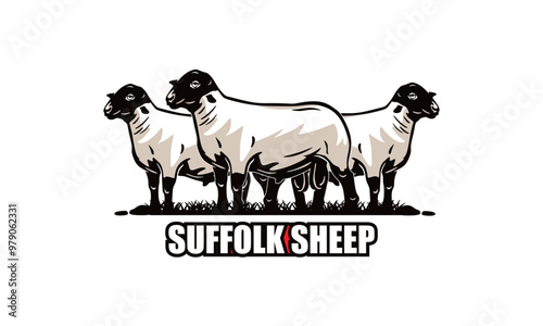 big and healthy suffolk sheep standing, silhouette of strong ram vector illustrations