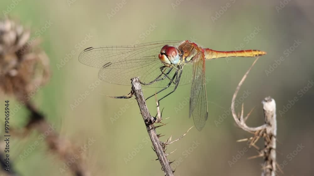 Libélula Sympetrum fonscolombii hembra sobre vegetación muerta mueve la cabeza y se acicala en el parque natural Sierra de Mariola, Bocairent