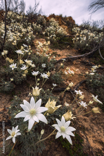white flannel flowers on cliff in bouddi national park