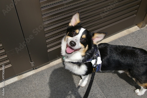 自宅前のフェンスにて散歩から帰ってきて満足げな若い黒コーギー犬の笑顔