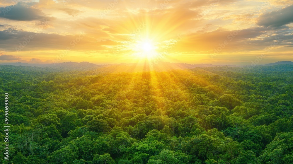 Golden Sunset Over Lush Tropical Rainforest Canopy