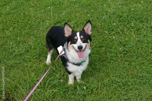 ロングリードで草むらを散歩中に飼い主に笑顔を向ける黒いコーギー犬