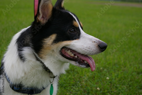 緑を背景に下を出して呼吸する黒いコーギー犬の横顔のクローズアップ