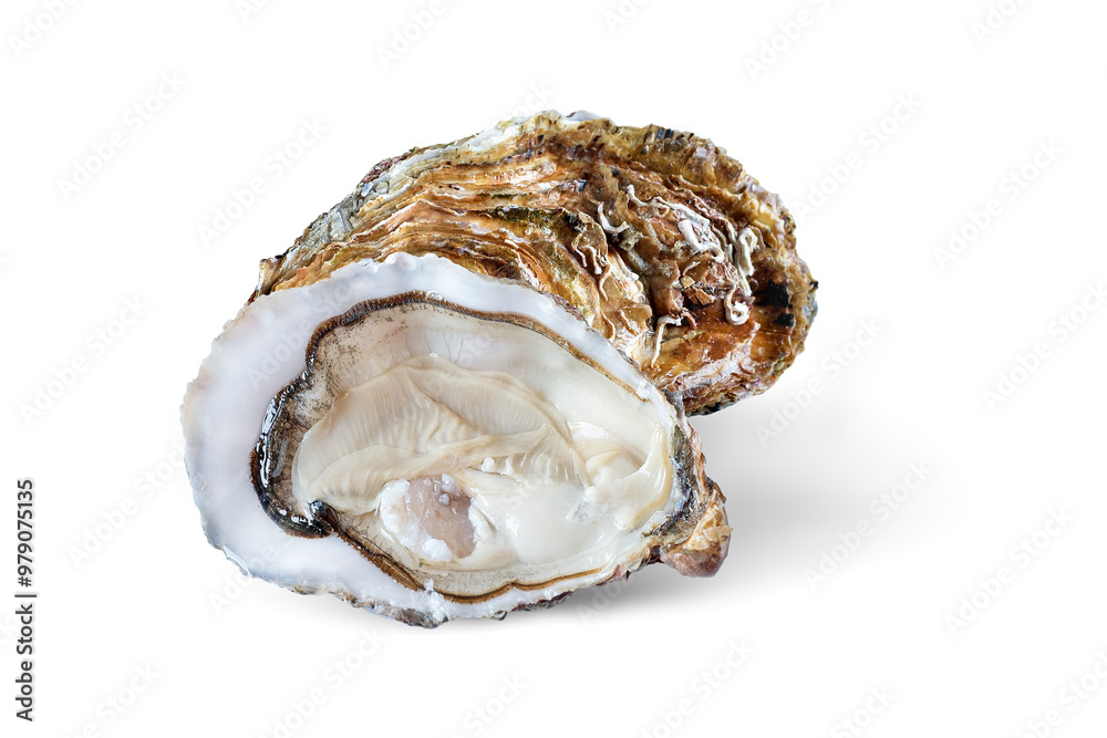 Fresh open and closed Oysters isolated on white background. Fresh open and closed Oysters isolated on white background.