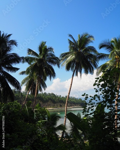 palm trees in a beach in the Philippines