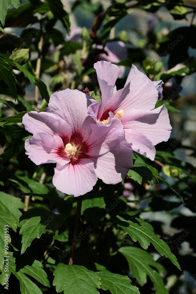 pink flowers of hibiscus bush in a garden pink flowers of hibiscus bush in a garden
