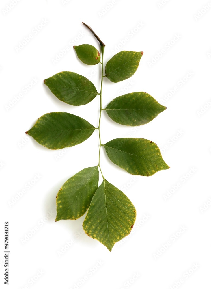 Obraz premium Cladrastis Lutea tree in summer