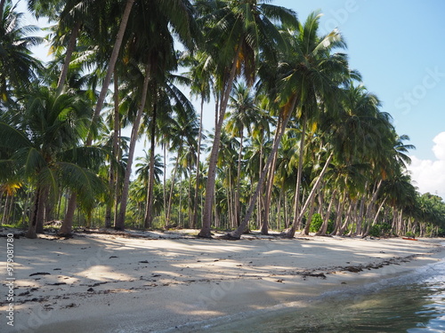 palm tress along an empty beach