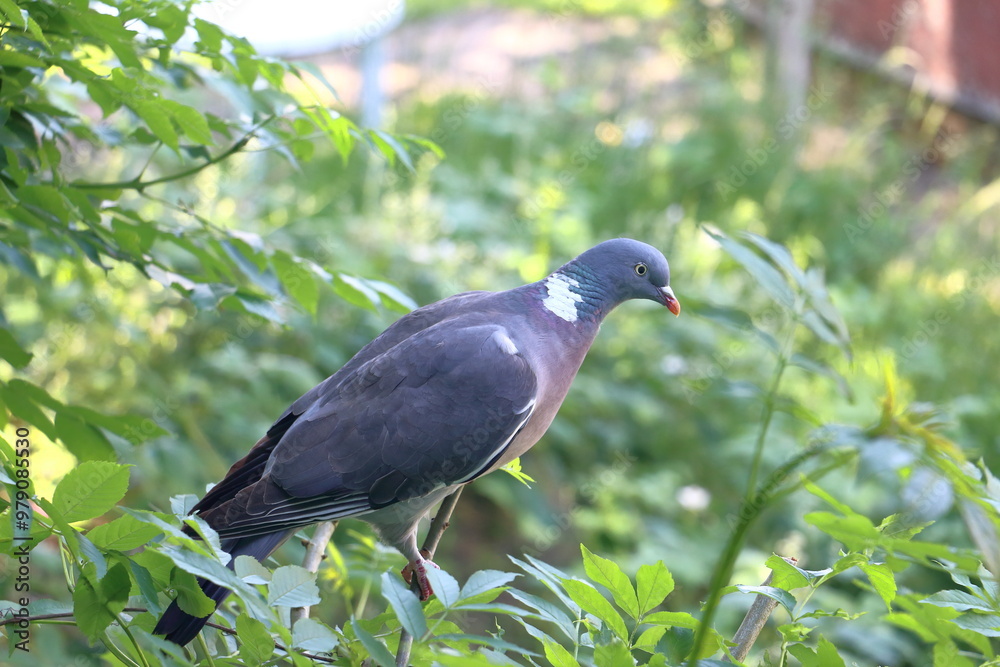 Naklejka premium A pigeon on the branch