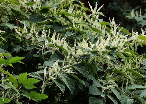invasive plant weed Polygonum Cuspidatum with white flowers in summer photo