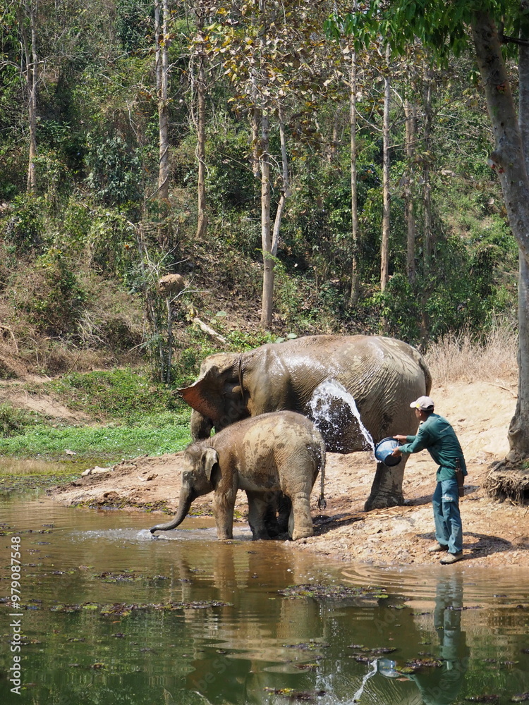 Fototapeta premium elephants in a sanctuary