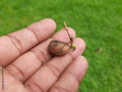 Polyalthia longifolia tree sprout. Its other names false ashoka, Monoon longifolium. This is an Asian small tree species in the family Annonaceae. It is native to southern India and Sri Lanka. photo